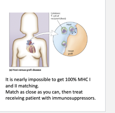 <p>Host versus graft disease: Self vs. non-self</p>