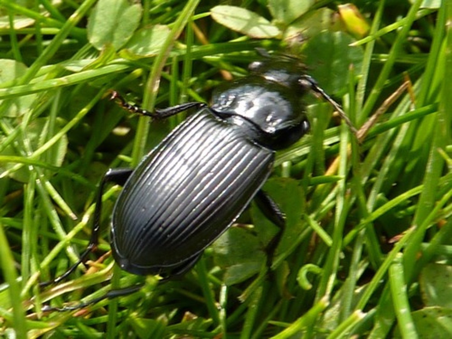 <p>Beetle Family</p>