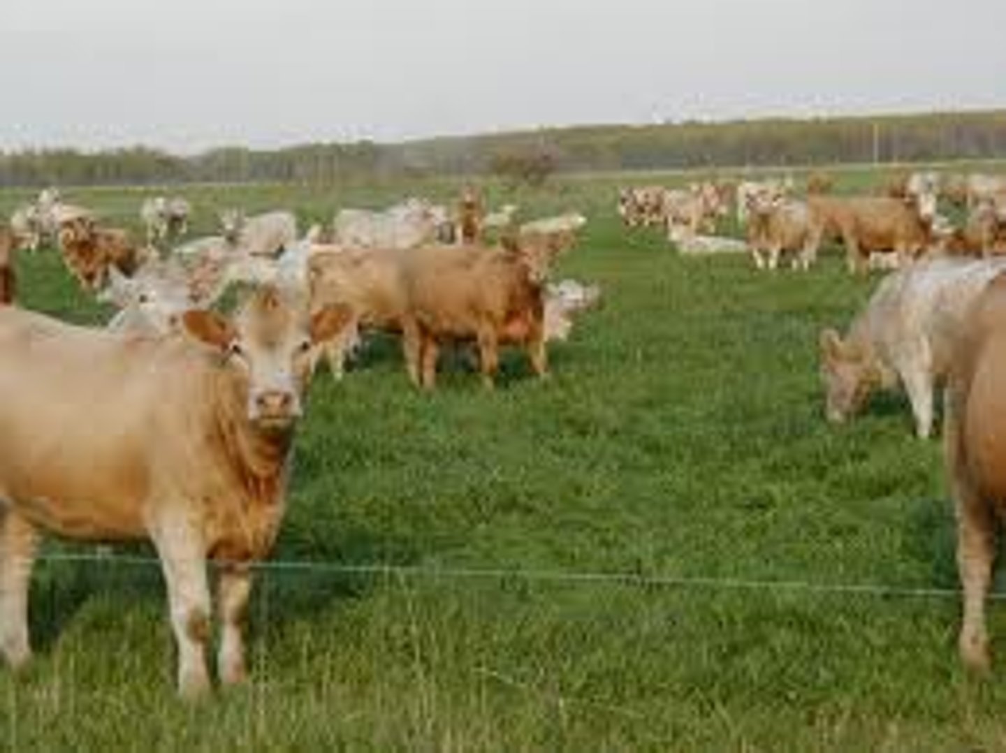 <p>Farming where animals roam outdoors and are not confined to feedlots.</p>
