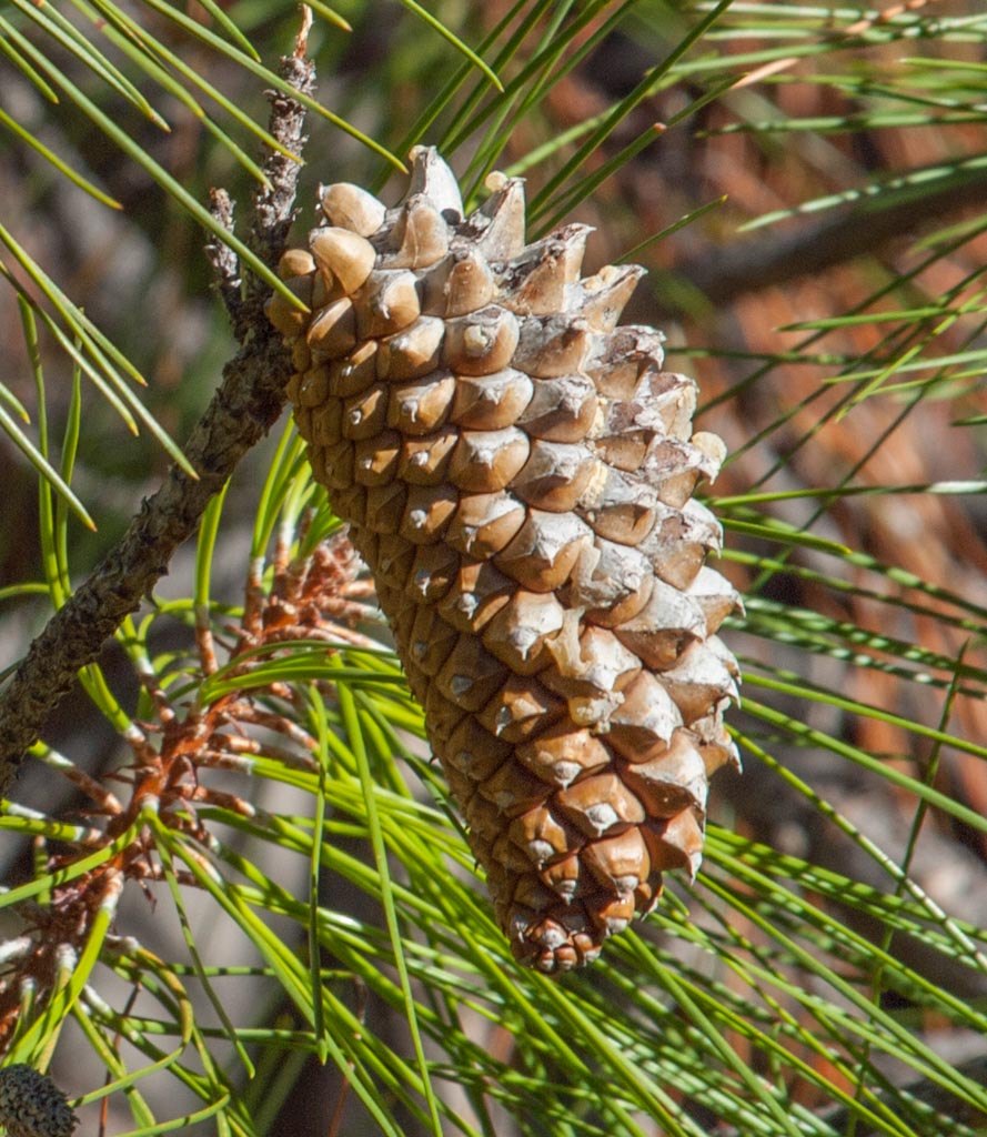 <p>Pinus attenuata</p>