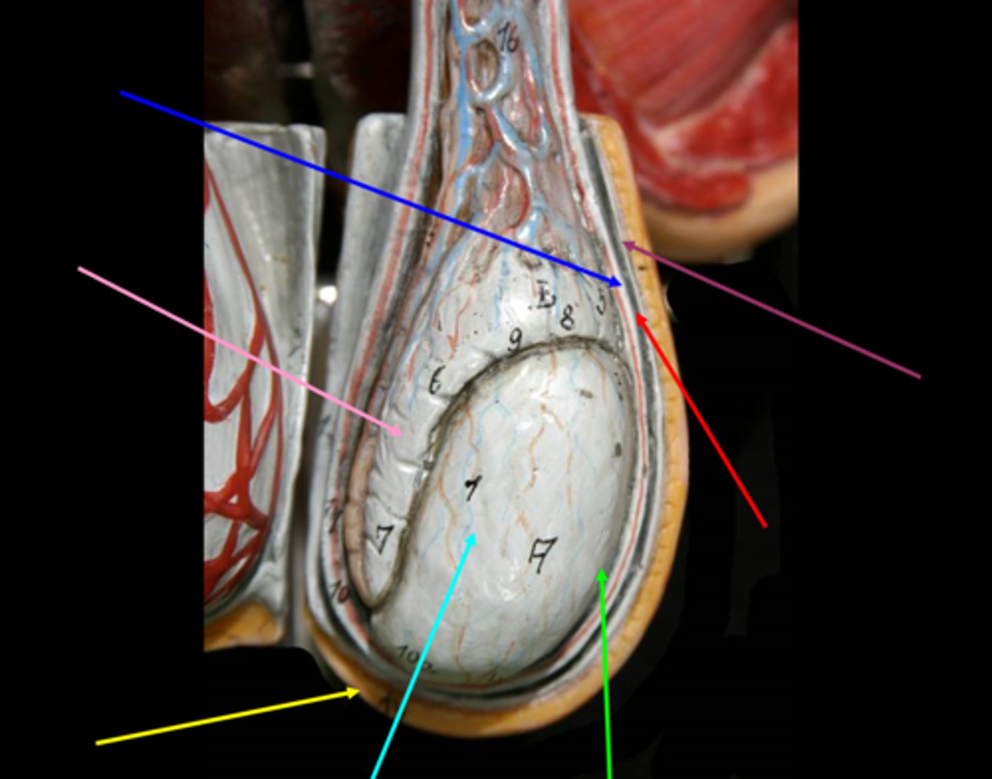 <p>green (covering testes)</p>