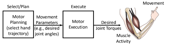 <p>Control of the movement trajectory </p>