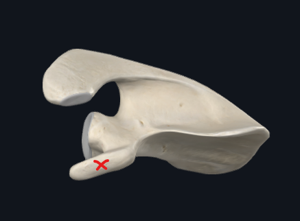 <p>What is this part of the scapula called?</p>