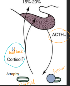 <p><span style="background-color: transparent;"><strong>Hyperadrenocorticism (Cushing’s)</strong></span></p>