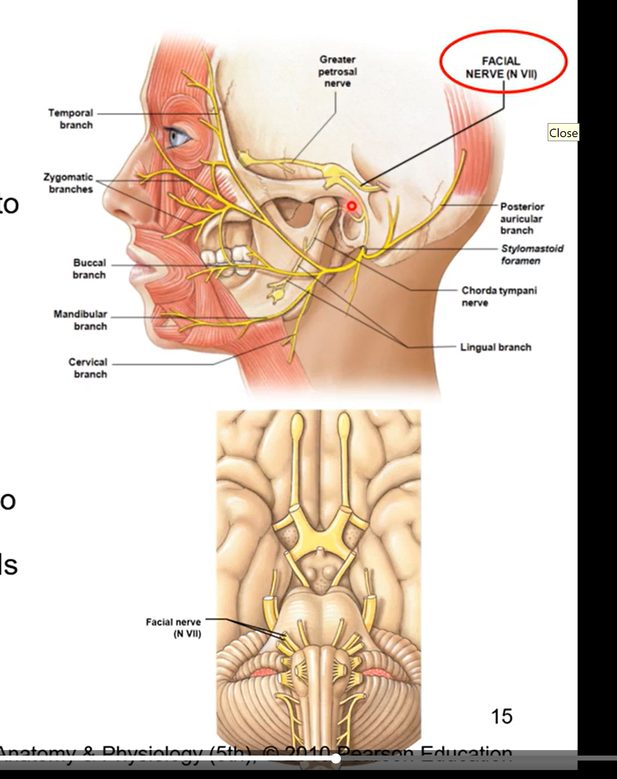 <ul><li><p>motor nerve to facial muscles of expression and to scalp</p></li><li><p>motor and sensory </p><ul><li><p>motor aspect- allows for facial muscles  of expression in the scalp. ex a big smile, frowning, surprise </p></li><li><p>sensory aspect-</p></li></ul></li><li><p>taste from anterior 2/3 of tongue, floor of mouth and palate</p></li><li><p>sensation from outer ear</p></li><li><p>parasympathetic innervation to submandibular, sublingual, and lacrimal glands and glands of nose and palate </p></li></ul><p></p>