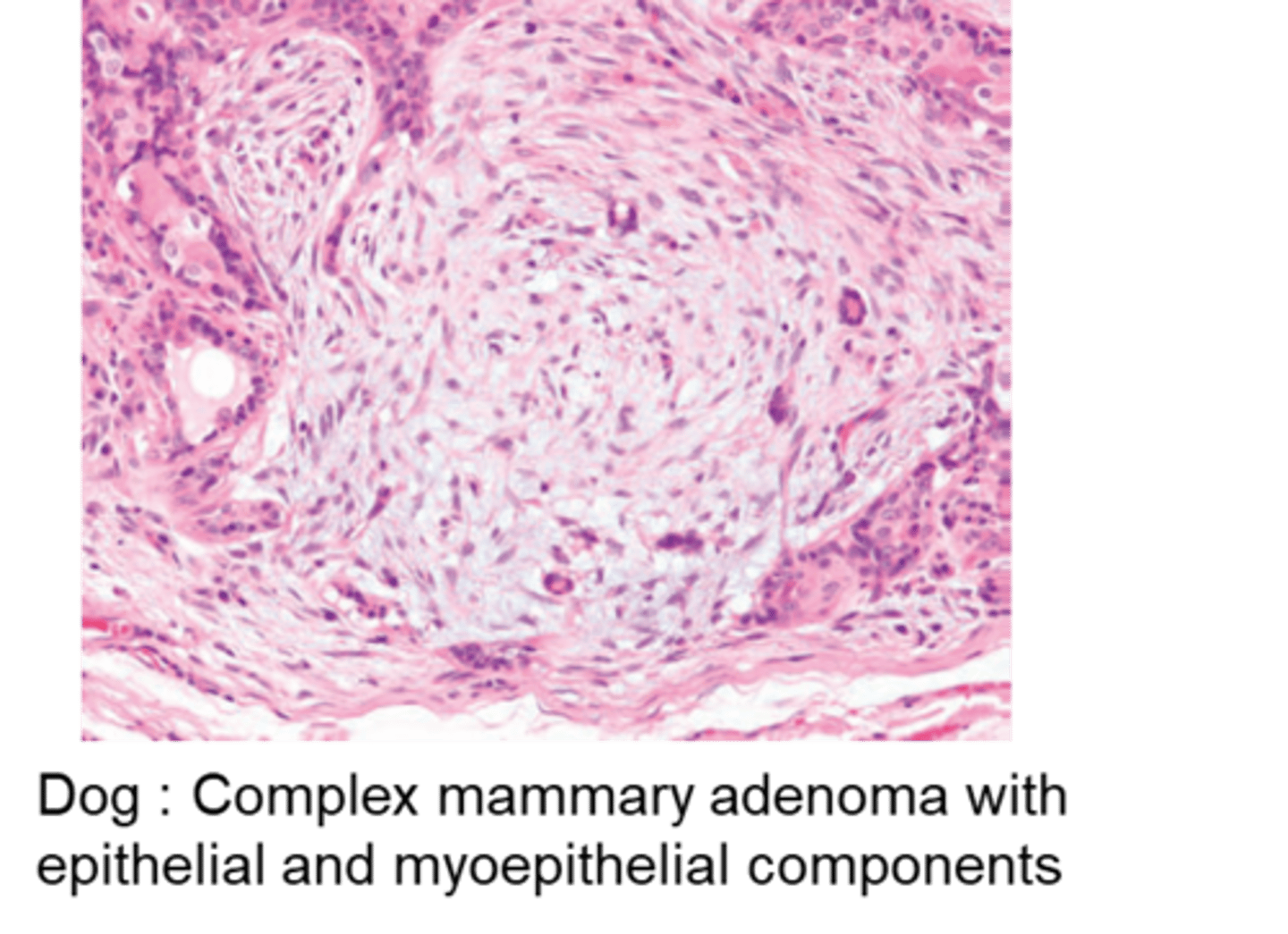 <p>Describe the histological appearance of benign mammary tumours in small animals</p>