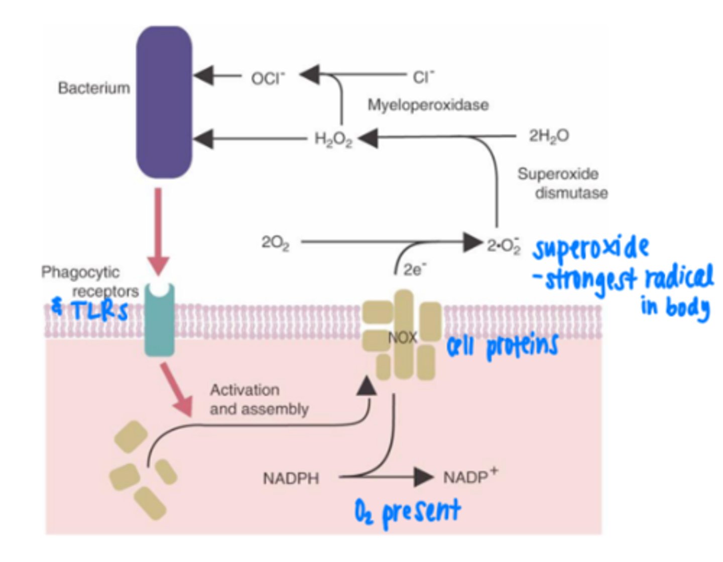 <p>1. NADPH oxidation -&gt; superoxide production</p><p>2. superoxide -&gt; hydrogen peroxide</p><p>3. hydrogen peroxide -&gt; ROS, ClO-</p><p>4. neutralization of ROS</p>