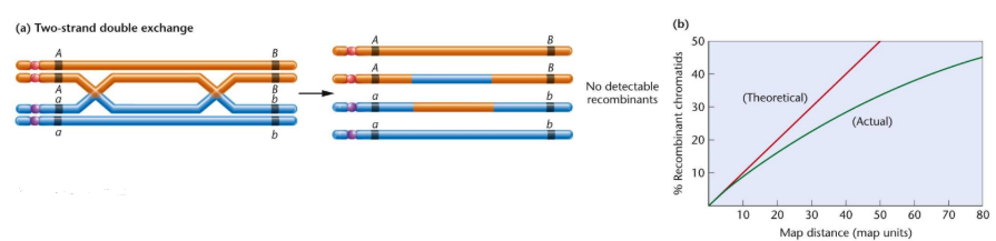 <p>refers to 2 crossover events between loci which restores them to parental arrangement</p><ul><li><p>further 2 genes apart = ↑ chance of double crossover</p></li></ul><p></p>