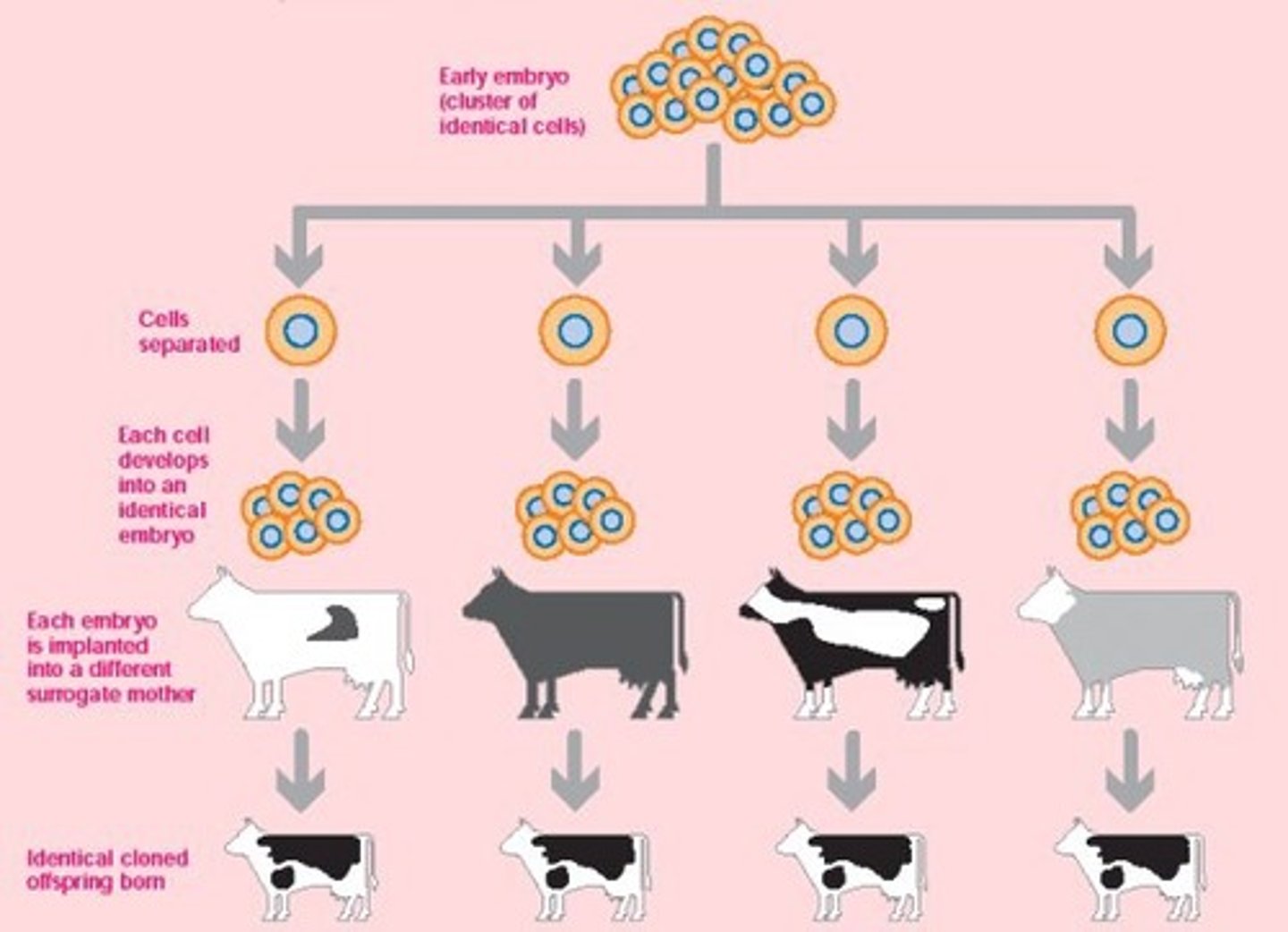 <p>separation of a developing embryo to form two independent identical clones. - but can be spilt into more separate embryos</p><p>~ female with desirable traits is treated with hormones to release many eggs</p><p>~ eggs fertilised inside female and embryos flushed out OR eggs fertilised in lab by IVF</p><p>~ embryonic cells still totipotent, so manually split to produce many smaller embryos</p><p>~ split embryos left to divide for few days</p><p>~ each embryo placed into surrogate mother</p><p>~ embryos develop into foetesus and produce many genetically identical clones</p>