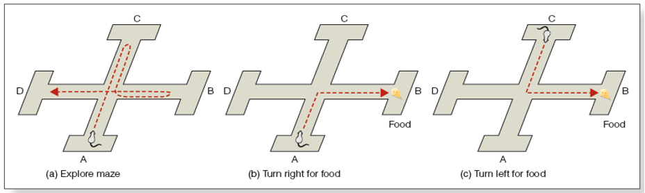 <p><span>«&nbsp;Un rat qui a appris la disposition d’un Labyrinthe pour avoir sa nourriture&nbsp;»Rats entraînés à trouver de la nourriture dans un </span><strong><span>labyrinthe àquatre bras. </span></strong><span>Quand un rat était placé dans un bras différent du labyrinthe, il se dirigeait vers le bras spécifique où il avait précédemment trouvé de la nourriture.. Tolman croyait que le rat avait créé une </span><strong><span>carte cognitive</span></strong><span>, une représentation du labyrinthe dans son esprit. La carte a aidé le rat à naviguer vers un bras spécifique malgré le démarrage du labyrinthe à partir d’un endroit différent.</span></p>