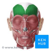 <p><strong>Peripheral Innervation</strong></p><p>Facial nerve</p><p><strong>Segmental Innervation</strong></p><p>Facial nerve</p><p><strong>Action</strong></p><p><span>Elevates eyebrows, wrinkle forehead</span></p>