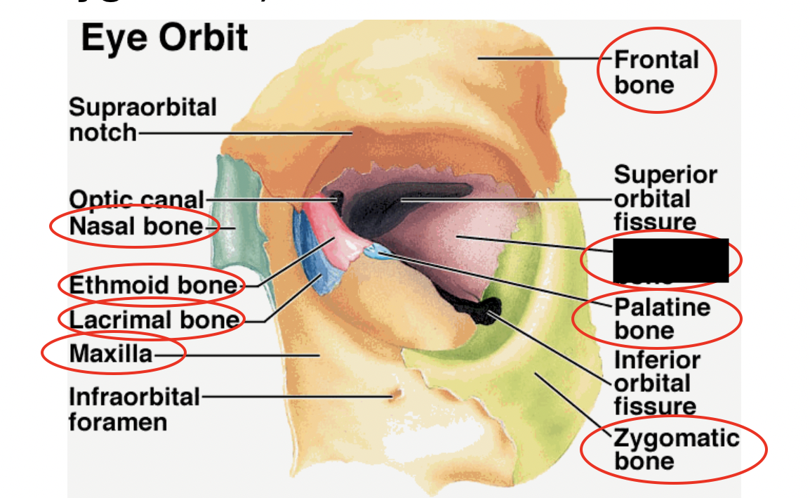 these are the bones that form the eye orbit, what bone is this?