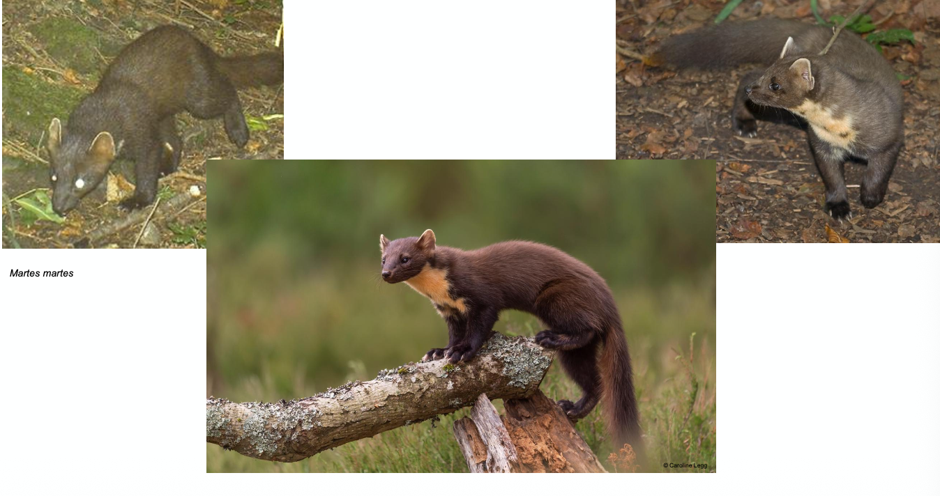 <ul><li><p>Opportunistischer Fleisch- und Früchtefresser, Eichhörnchen, Vögel, Eier, Mäuse, Insekten und Regenwürmer sowie Beeren aller Art</p></li><li><p>Einzelgänger, territorial, mehrheitlich nacht- und dämmerungsaktiv</p></li><li><p>Paarungszeit Juni – August (Keimruhe), zwischen Mitte März – Ende April werden 1-6 Junge geboren. Jungtiere verlassen ihre Mutter im Herbst. Weibchen pflanzen sich erst mit drei Jahren fort.</p></li><li><p>Ganze CH</p></li></ul><p></p>