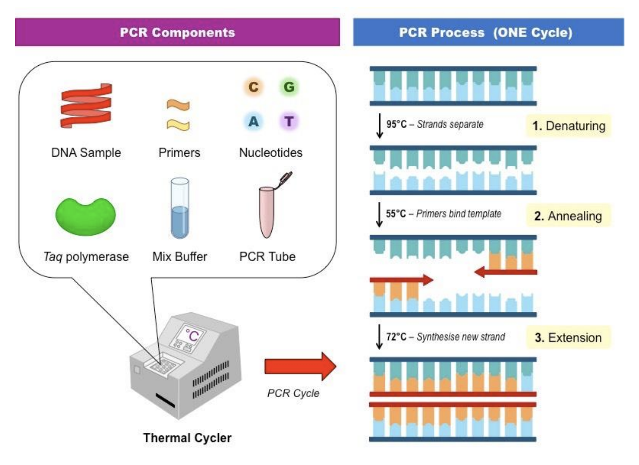 <p>Polymerase Chain Reaction (PCR)</p>