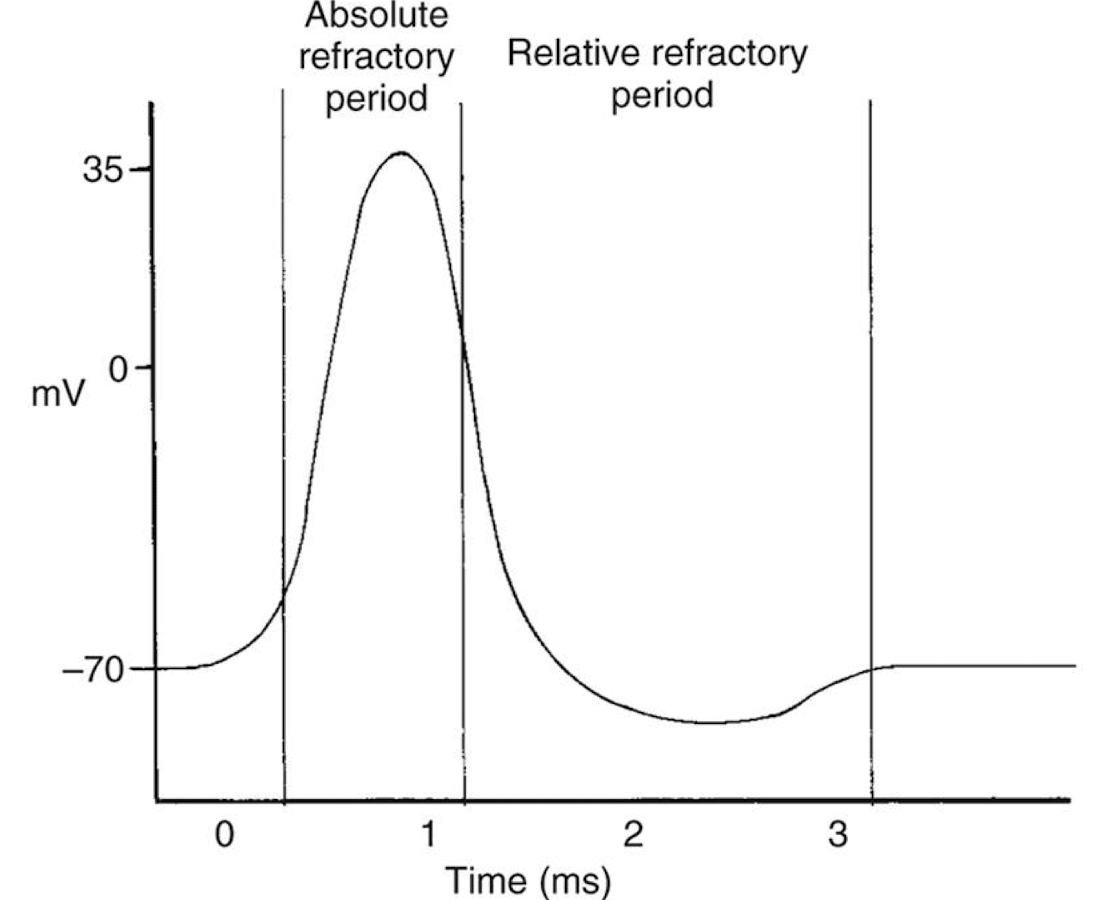 <ul><li><p>Period following the absolute refractory period during which a neuron CAN generate another AP, but only if the stimulus is stronger than normal. </p></li><li><p>Occurs in the later half of the repolarization phase up until the end of hyperpolarization. </p></li><li><p>Some voltage-gated sodium channels have been reset and can be reopened, but potassium channels are still open, making the membrane more negative. </p></li></ul><p></p>