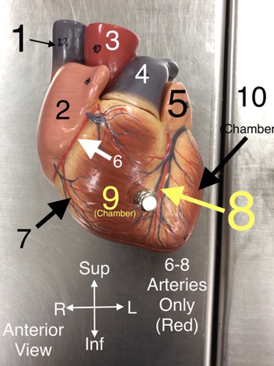 <p>8An artery that supplies blood to the anterior portion of the left ventricle and the interventricular septum.</p>