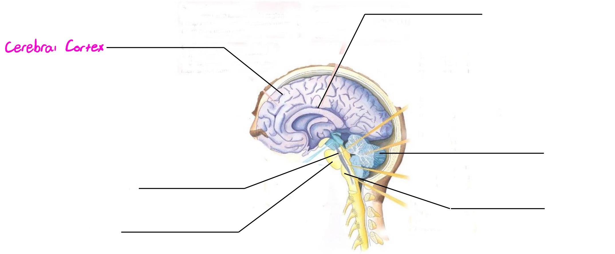 <p>Part of forebrain; deals with sophisticated mental functions; devised into 4 lobes &amp; 2 hemispheres (each hemisphere controls opposite side of body)</p>