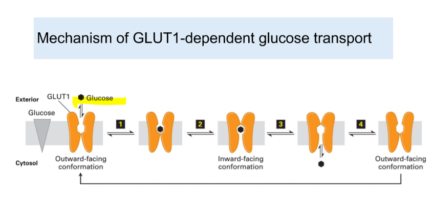 <p>binding of Na+ </p><ul><li><p>in transporters, what is being transported causes the change; <strong>no separate ligand</strong></p></li></ul><p></p>