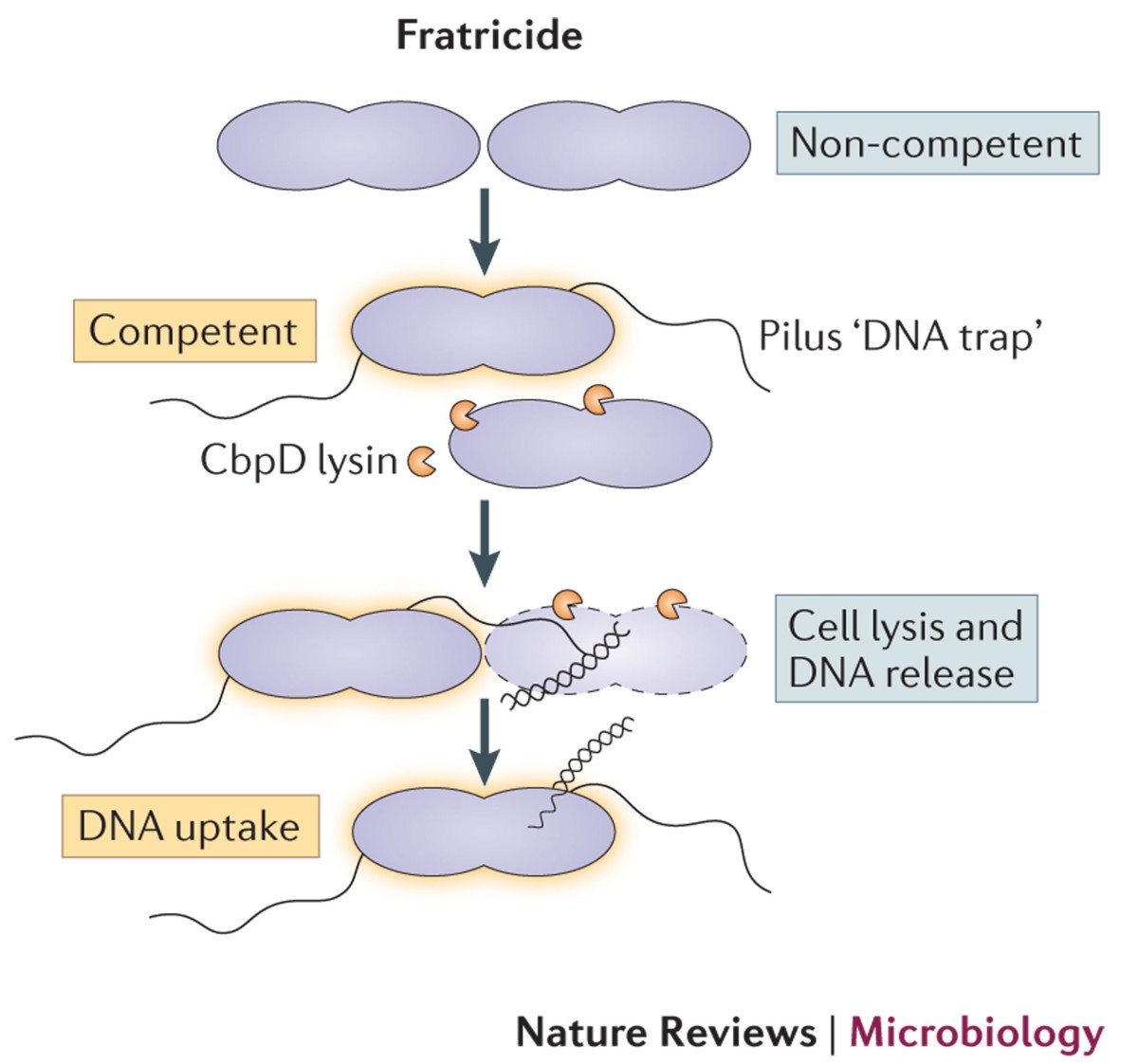 <p>The ability of a bacterial cell to take up exogenous (foreign) DNA from its environment</p>