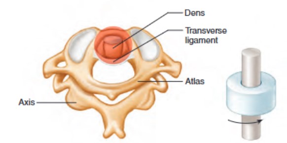 <ul><li><p>rotation around central axis</p><ul><li><p>also known as trochoid joint, the cylindrical surface of one bone rotates within a ring formed of bone/ligament</p></li><li><p>only rotation around central axis</p></li><li><p>helps you twist your body</p></li><li><p>joints between the atlas and the dens of the axis is of this type</p></li></ul></li></ul><p></p>