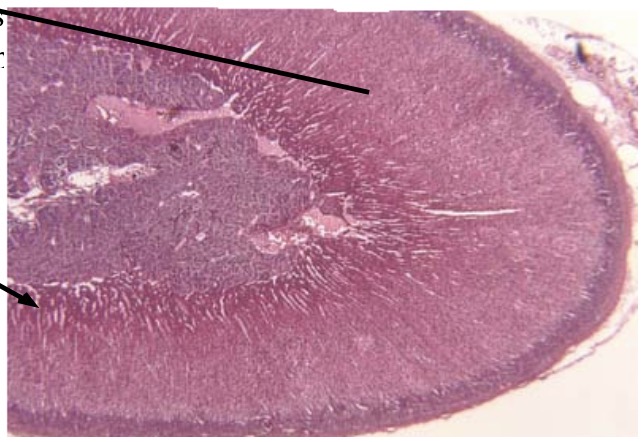 <p>Zona Reticularis</p>