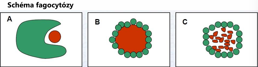 <p>= buňky imunitního systému - nacházejí se v hemolymfě, zabezpečují buněčnou imunitu</p><p>K mechanismům buněčné imunity včel patří: </p><ul><li><p>cytotoxicita (tvorba cytotoxických látek pro cizí buňky)</p></li><li><p>fagocytóza (pohlcení patogenu imunitní buňkou)</p></li><li><p>nodulace a enkapsulace (zapouzdření buněk jinými buňkami) </p></li><li><p>koagulace a hojení ran</p></li></ul><p></p>