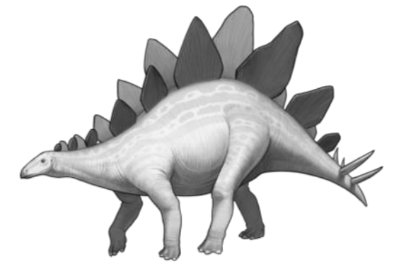 <p>Stegosaurs</p>