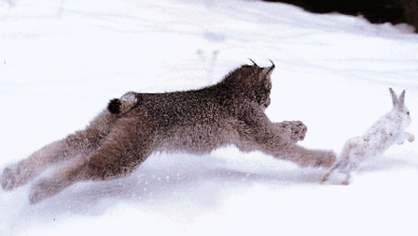 <p>An interaction in which one animal typically kills and consumes another animal</p>