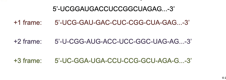 <p>Codons are NON-OVERLAPPING and the message contain NO GAPS&nbsp;</p>