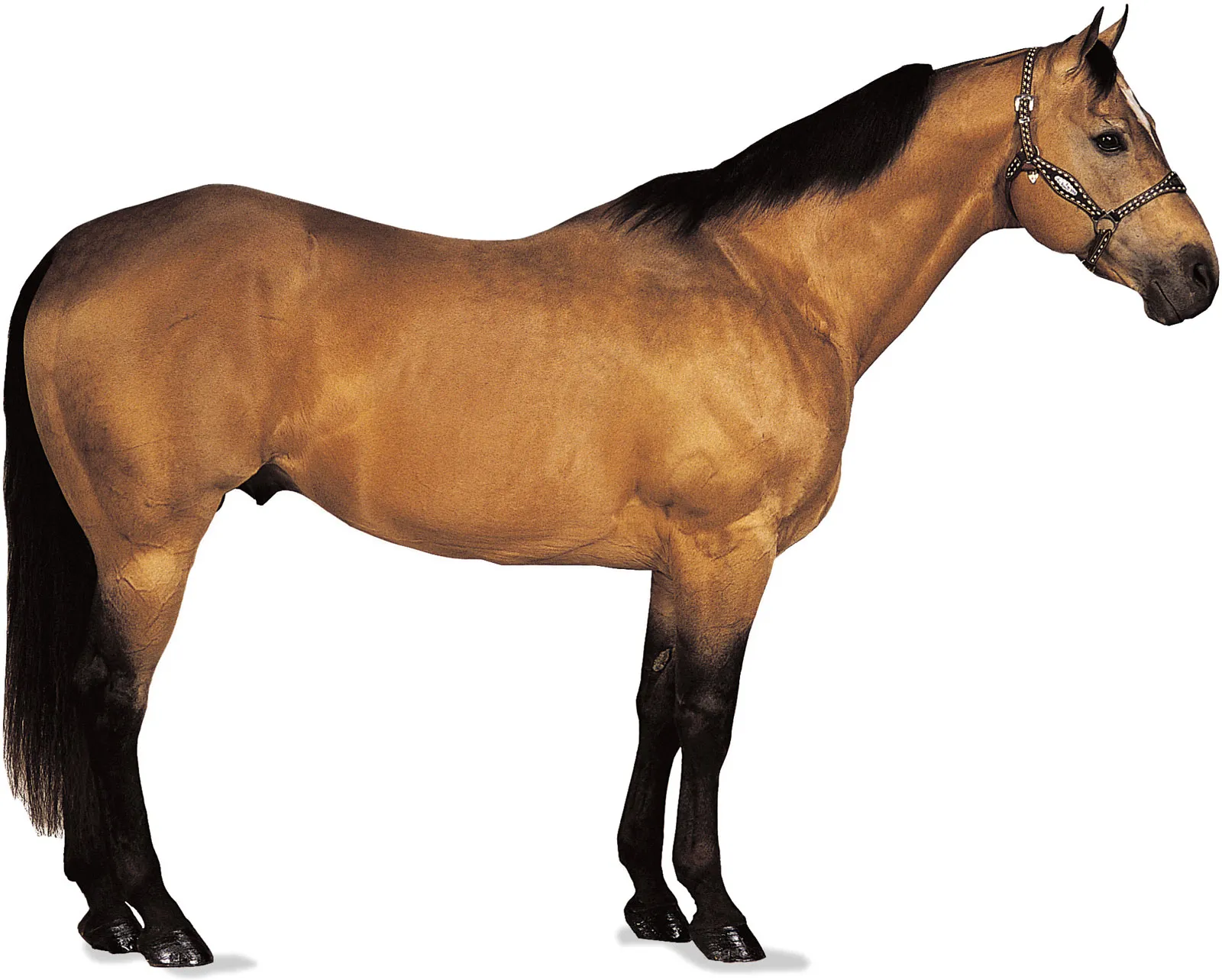 <p>American Quarter Horse</p>