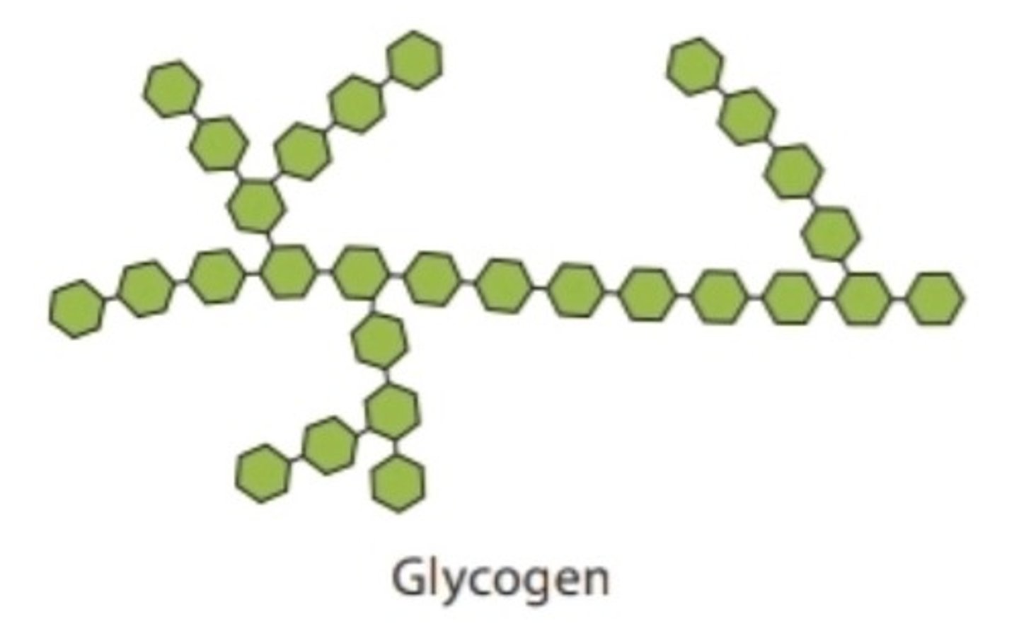 <p>Compound consisting of more than two carbohydrate monomers; function to store energy and provide structural support in cells</p>