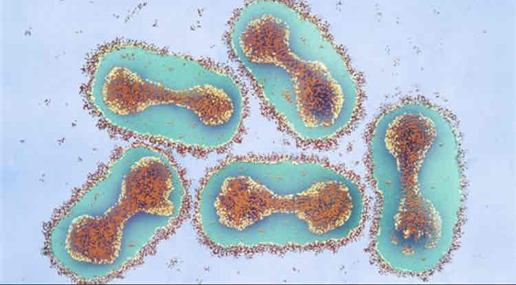 <p>Complex viruses are often a combination of helical, and icosahedral shapes. Examples of complex viruses are pox viruses and bacteriophages.</p>