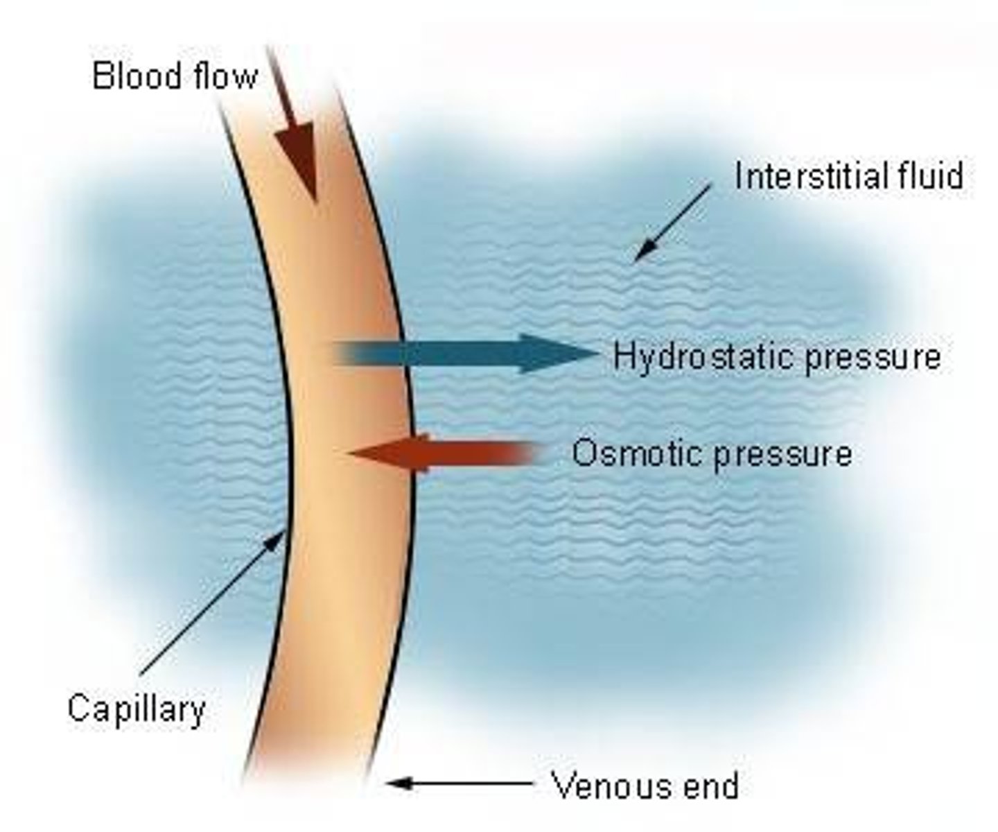 <p>pulls water into the capillary; albumin is the major contributor</p>