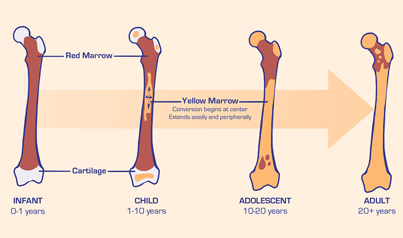 <p>Bone Marrow </p>