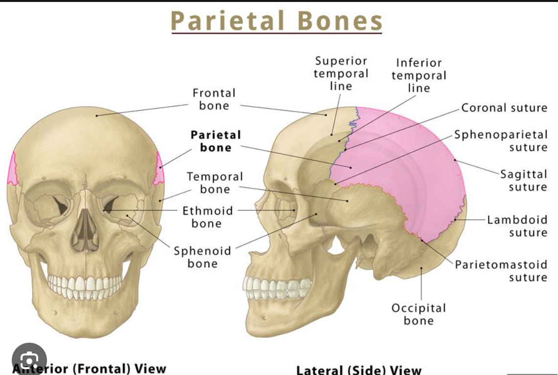 two of the largest bones of the skull, together they form most of the roof and upper sides of the cranium