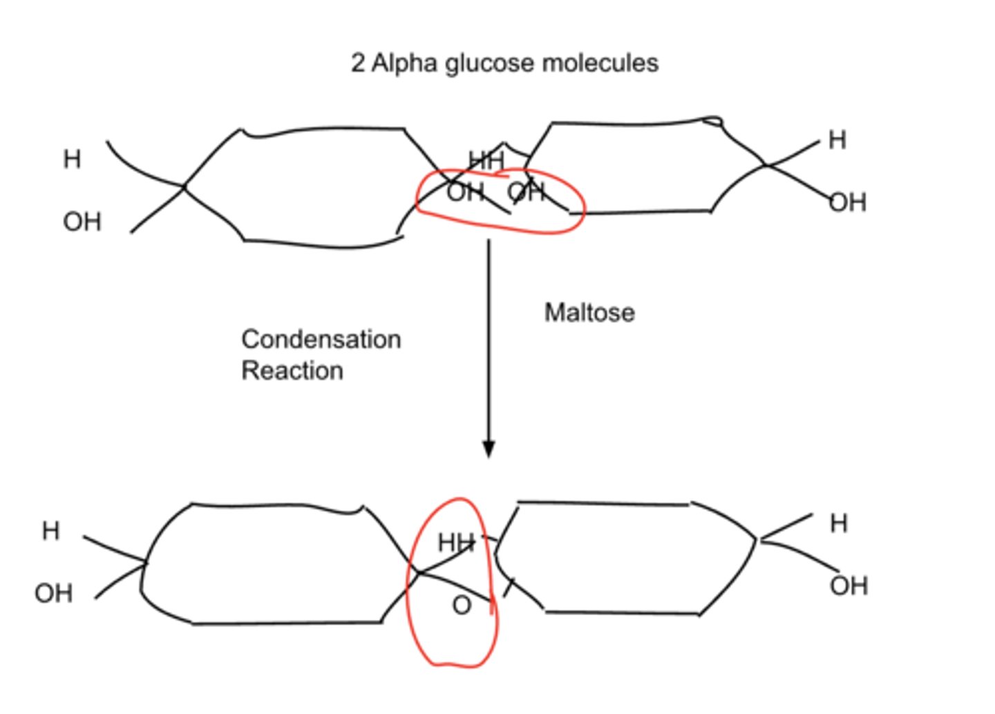 <p>Condensation reaction between 2 alpha glucose molecules.</p><p>1 molecule of water removed.</p><p>Forms the disaccharide Maltose.</p><p>Removing the water forms a 1,4 glycosidic bond.</p><p>This reaction could be hydrolysed further to form Starch which is a 2 step hydrolysis reaction.</p>