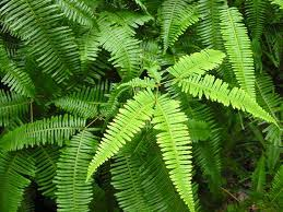 <p>Ferns</p><ul><li><p>Homosporous</p></li><li><p>Rhizomes with fronds (megaphylls) </p></li><li><p>Immature frond grow into spiral fiddleheads</p></li><li><p>Frond has pinnae (leaf) and pitiol (stem)</p></li><li><p>spores made in sori (brown spots under fronds/fern leaves)</p></li><li><p>Annulus catapults spores&nbsp;</p></li><li><p>Some have indusium flap to protect sori</p></li></ul><p></p>