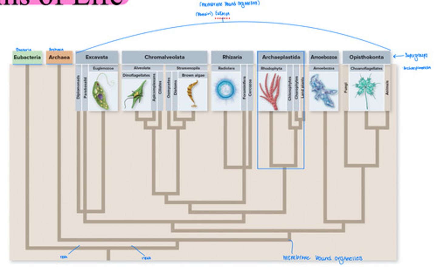 <p>All supergroups fall under the domain of Eukarya. They are all membrane bound organisms. We are focusing on supergroup archaeplastida.</p>