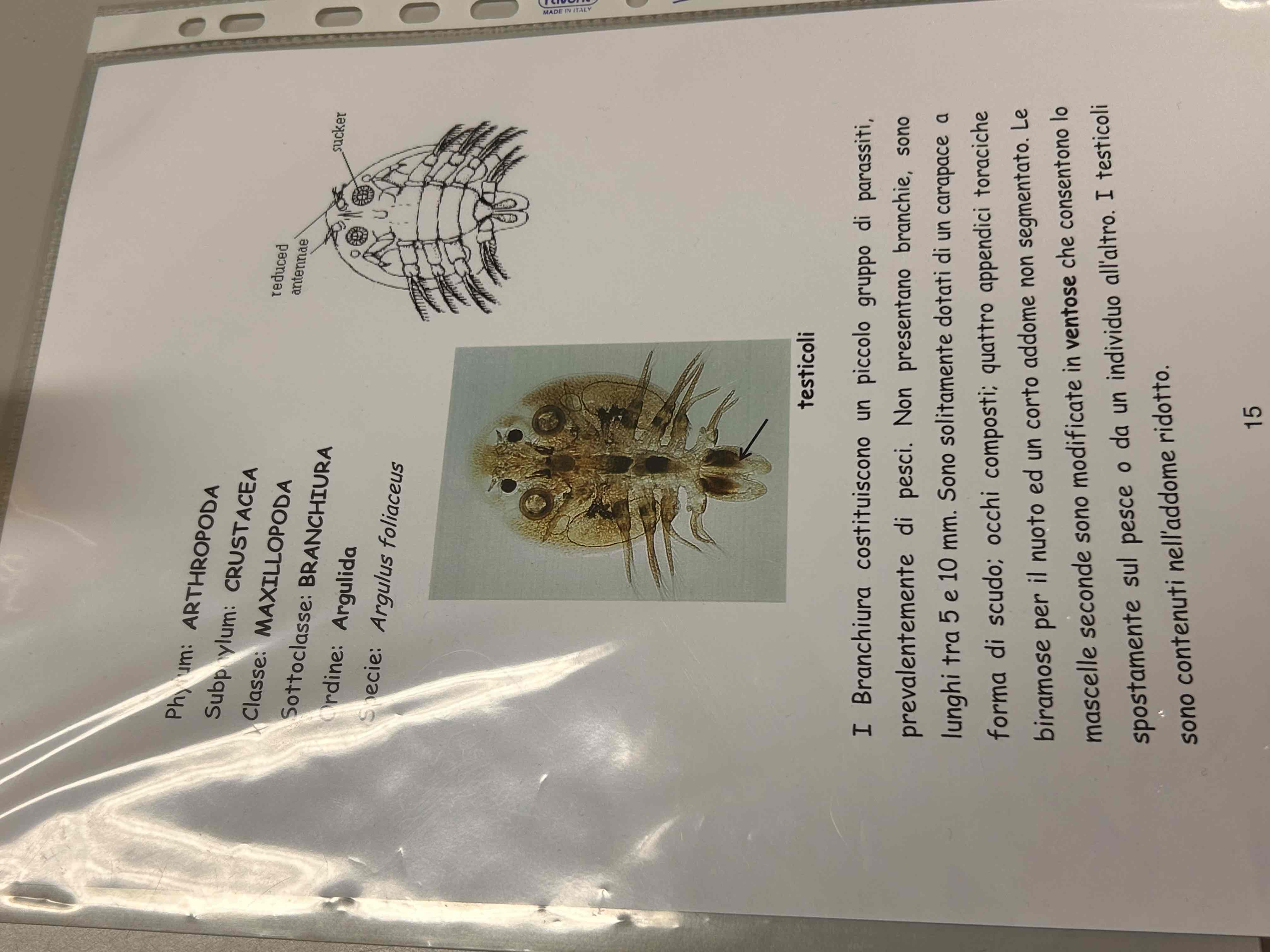 <p>Crostacea</p><p>Maxillopoda</p><p>Branchiura</p><p>Argulus foliaceus</p>