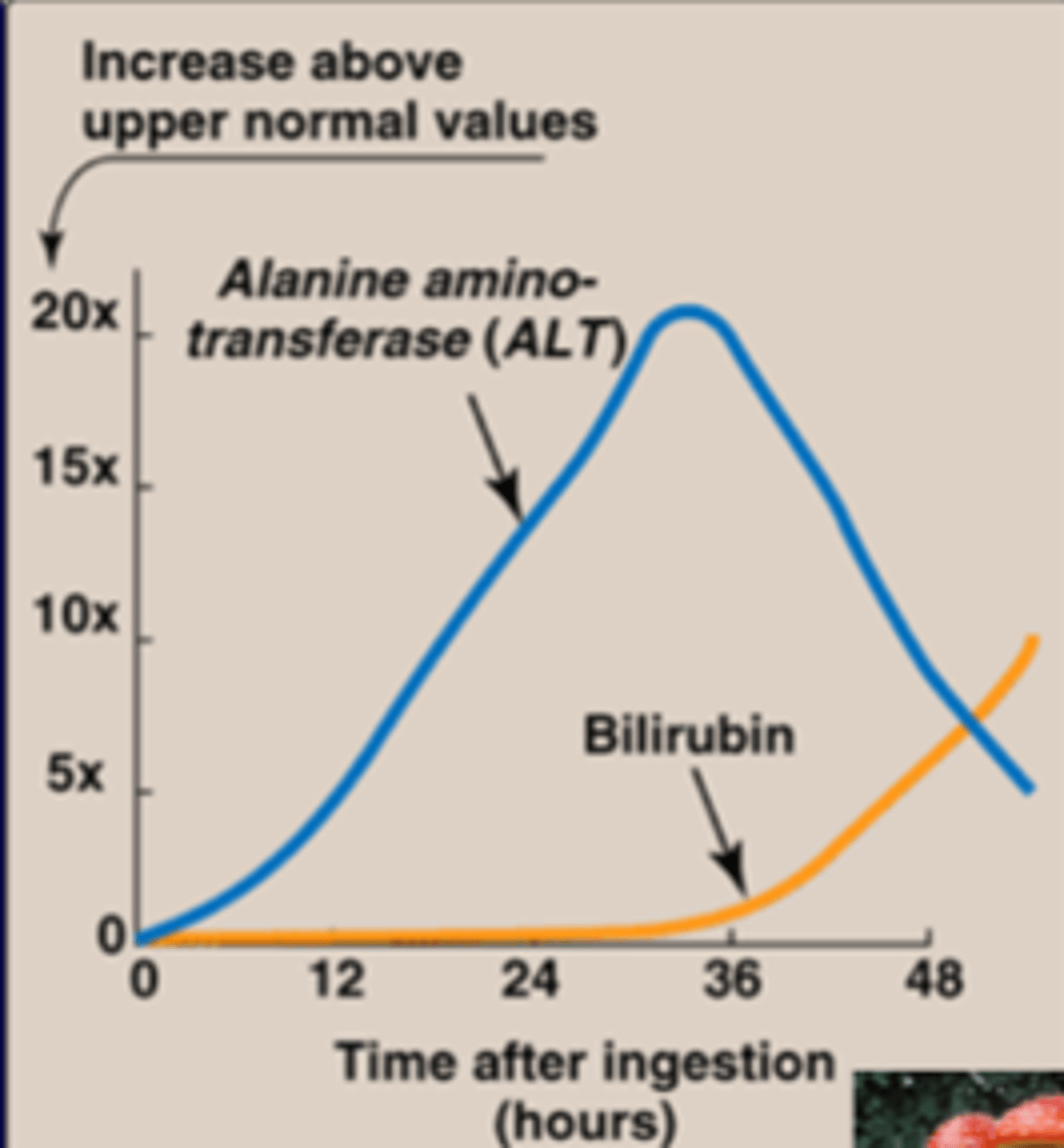 <p>liver damage<br>-more effective than bilirubin as a marker (slow)<br>-amanita is toxic, can cause liver damage from mushrooms->causes ALT to leak out of the liver cell membrane</p>