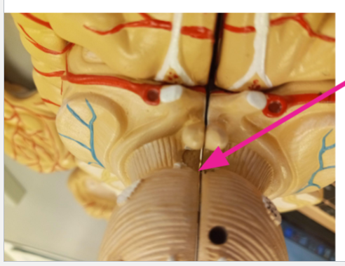 <p>at the top of the pon structure</p>