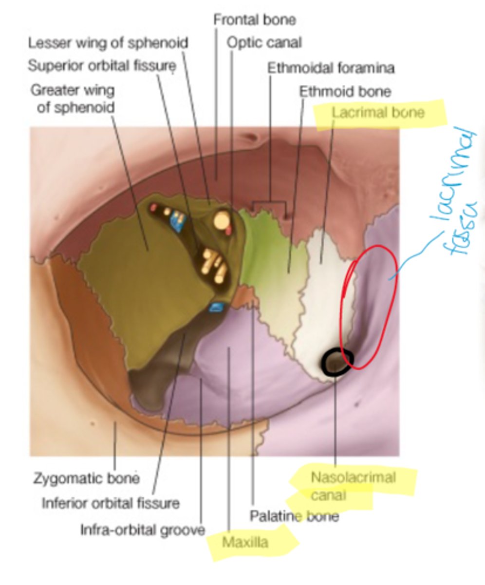 <p>located medially and formed by lacrimal bone and frontal process of maxilla. separated from the orbit by the orbital septum</p>