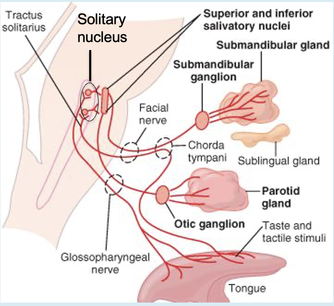 <p>What is the separation between the superior and inferior salivatory nuclei?</p>