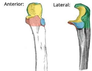 <p><span>Identify the bone marking in light blue.</span></p>