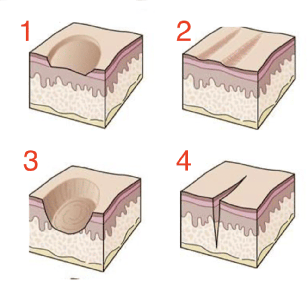<p>what is 4 called?</p>