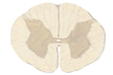 <p>Deep ventral groove separating the anterior white matter</p>
