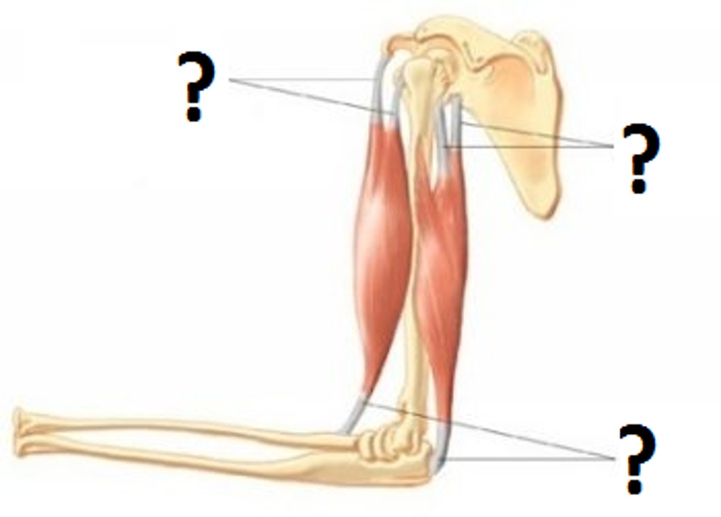 <p>Connective tissue that connects muscles to bones</p>