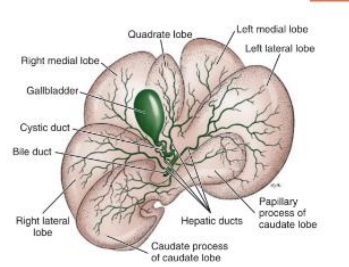 <p>what is the bile and bile duct</p>