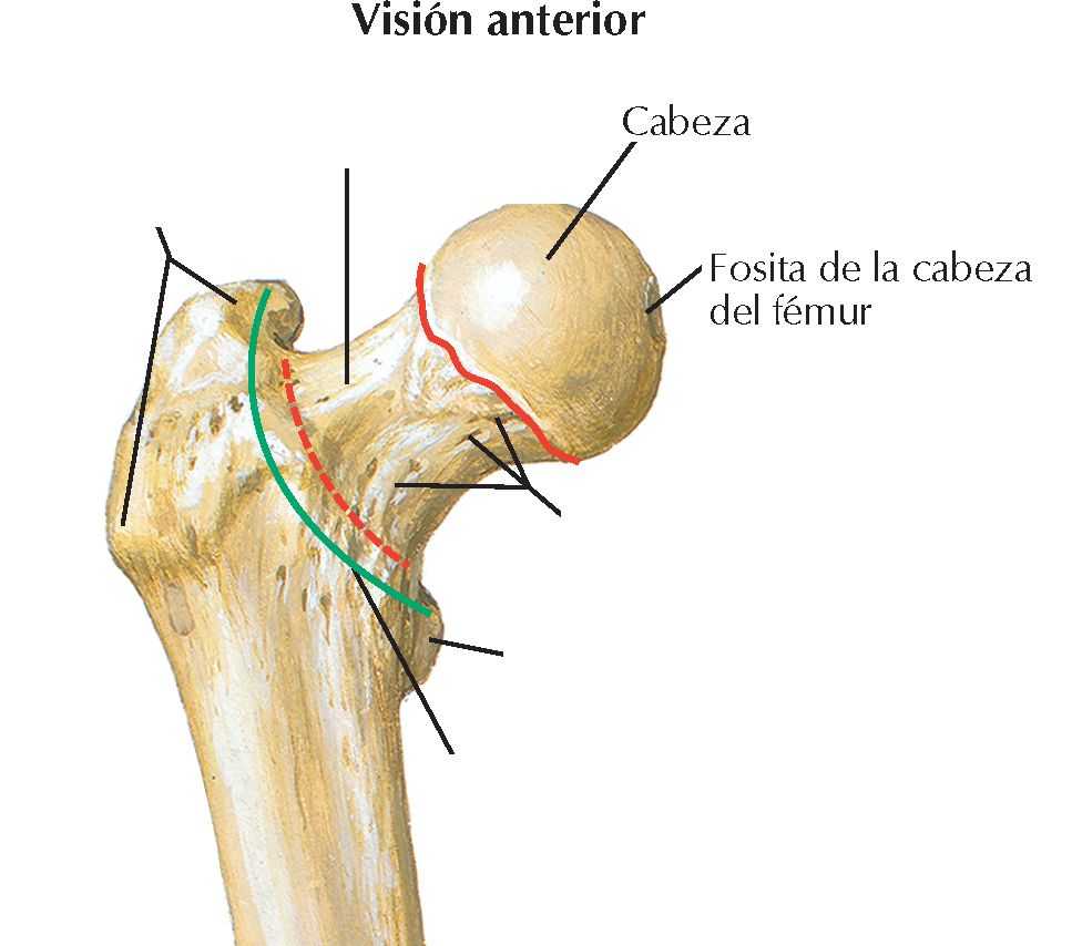 <p>Depresión o fosita situada medialmente en la cabeza del fémur</p>