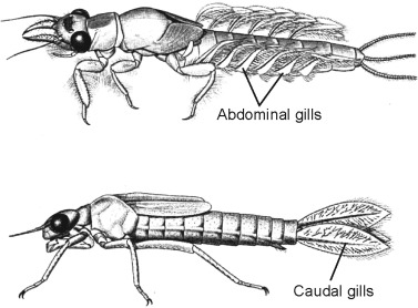 <p><strong><mark data-color="rgba(0, 0, 0, 0)" style="background-color: rgba(0, 0, 0, 0); color: inherit;">to facilitate gas exchange (taking in oxygen and expelling carbon dioxide) while the insect is underwater</mark></strong><span>.</span></p>